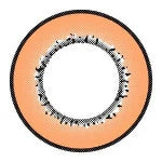 I.Fairy Moonlite Brown